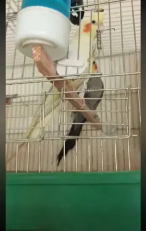 عصافير كوكتيل للبيع