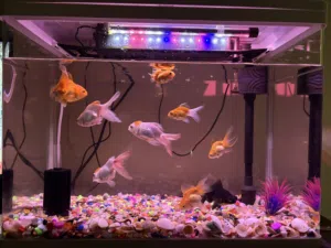 Aquarium complete setup