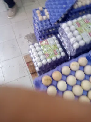 بيض لاحم مخصب ملقح مكفول80٪