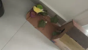 طيور البادجي