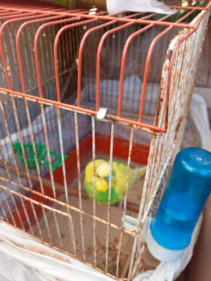 ذكر حب مع فرخين للبيع