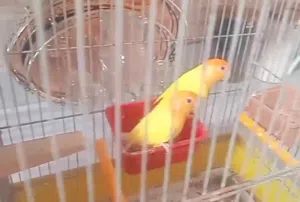 كوبية بركديلو اورنج
