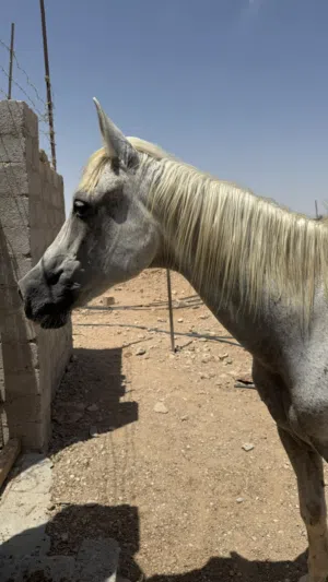 حصان لبيع او البدال بشي مناسب