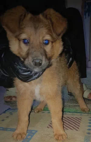 (ماشاء الله). جرو جزائري الضخم اقرا الوصف