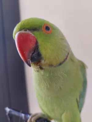 ببغاء درارة هندي ذكر اسمو كوكو عمر سنتين مطوق اليف جدا ما بعض نهائي لعوب بحب الاطفال