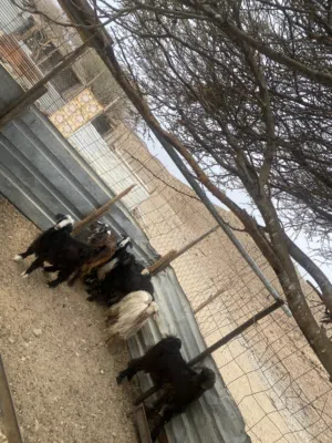 للبيع تيوس حوليات مخصايات من يوم صغار