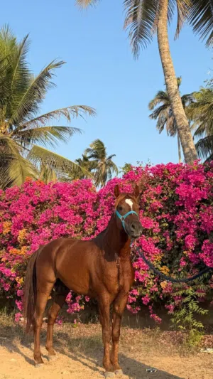 خيل عربي اصيل - صلاله