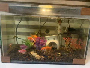 حوض اسماك زينة مع كامل معداته بسعر مغري