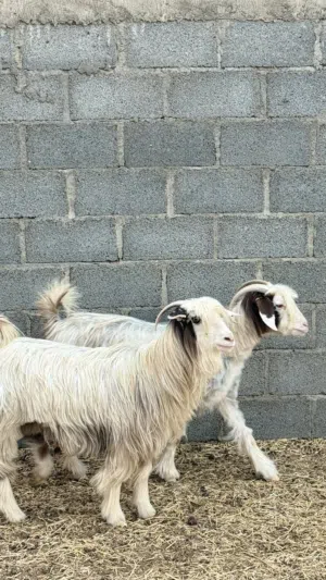 حلال رحوب اصل