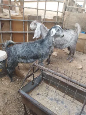 ما شاء الله تبارك الرحمن
