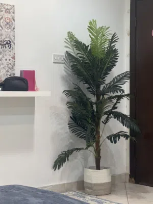 شجرة كبيره مع كوڤر بحالة ممتازه