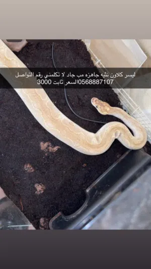 Lesser clown female ball python
