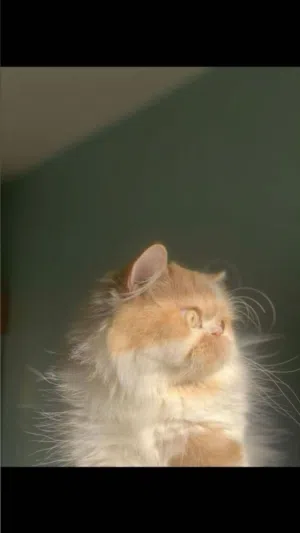 قط persian للبيع