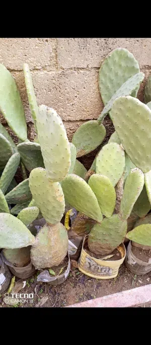 شتل صبر بدينار عمان