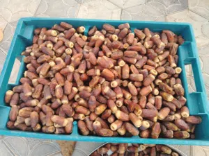تمر نغال منقاي أصفر بياض الوجه