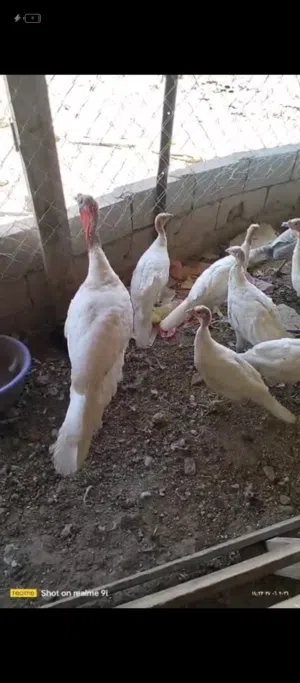 حبش فرنسي عدد 12