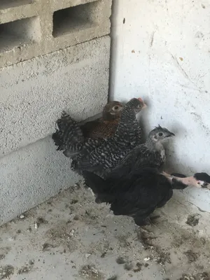 Chickens0