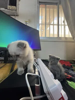 Kittens 40 days old