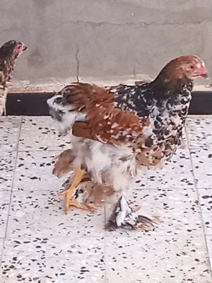Chickens0