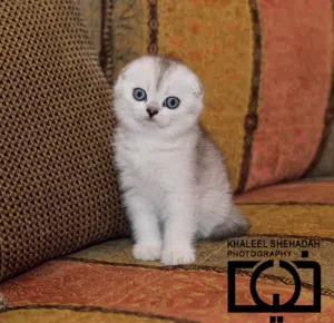 قطط سكوتش فولد شورت هير وقطط بريتش شورت هير   Fold Shorth & Scottish Fold Shorthair  مستوى عالي