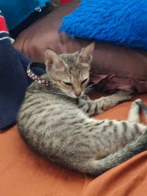 Free adoption