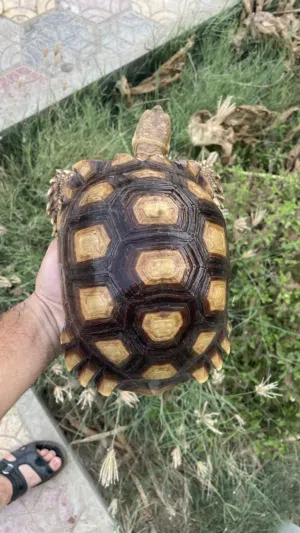 سلاحف السولكاتا العملاقة ( اقراء الوصف )