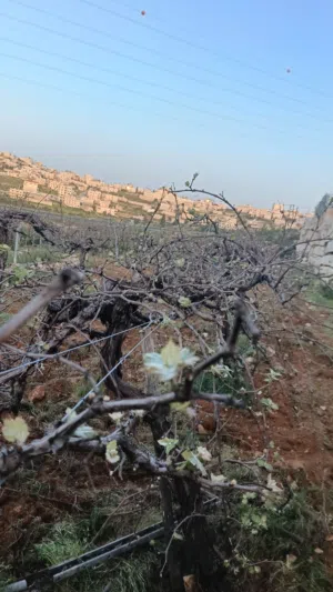Farm Land for Sale in Hebron Halhul
