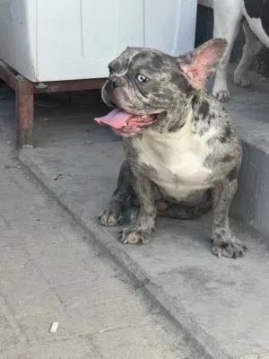 Franch bull dog Merly for to meet لتزاوج