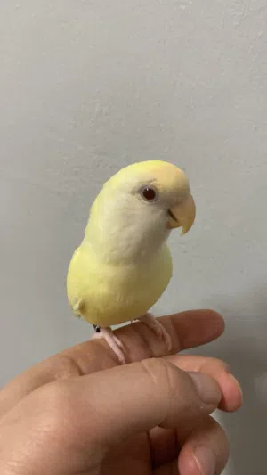 ببغاء روز اليف