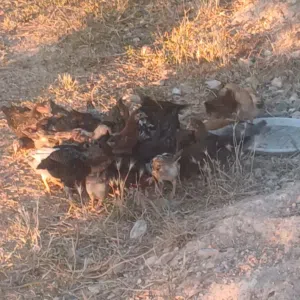 صوص بلدي الكرك