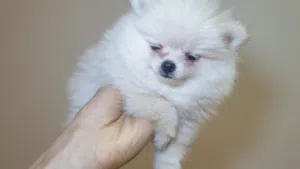 special Pomeranian puppy