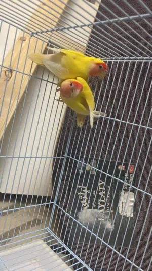 روز منتج م