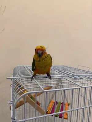 فرخ صن كنيور اليف جدا