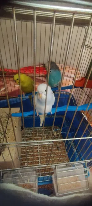 عصافير حب للبع
