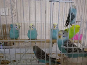 بادجي طيور الحب