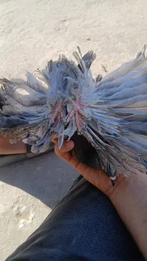 انتاج اسباني خوت العش