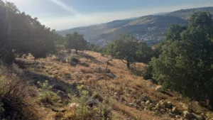 Residential Land for Sale in Amman Abu Al-Sous