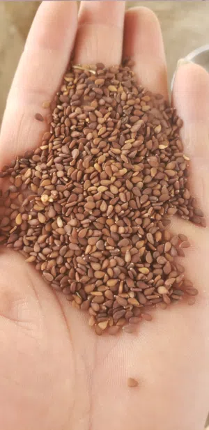 منتجات يمنيه جاهزه للتصدير