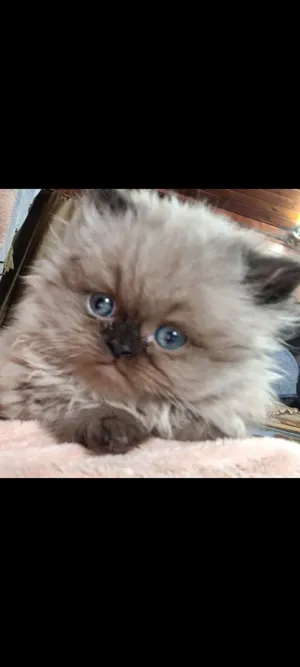 Himalayan3