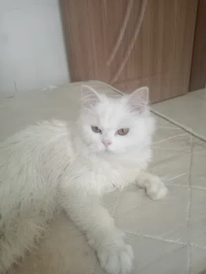 قط شيرازي للبيع بدون ملحقات