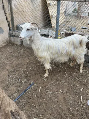 للبيع شاه سمنه متوسطه