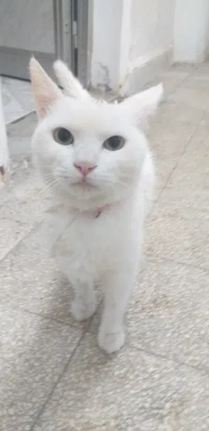 قط انثى للبيع (100د)اقرا الوصف