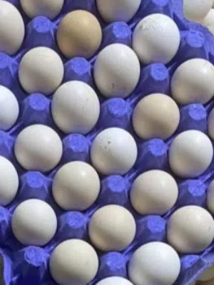 بيض بلدي مخصب للفقاسات