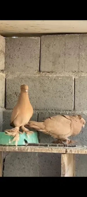 مطلوب نثيه راعبيه صفره اذا اكو بسعر مناسب لحد يعلك عليه شباب