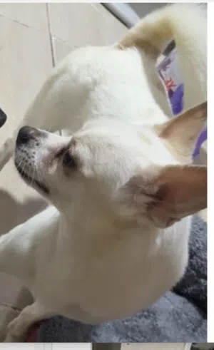 Chiwawa  White