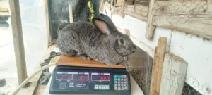 انثى هجين أبرق شغالة