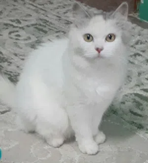 للبيع قطط شيرزيه