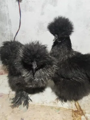 دجاج مصوف نخب