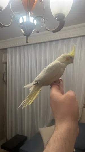 كوكتيل أليف