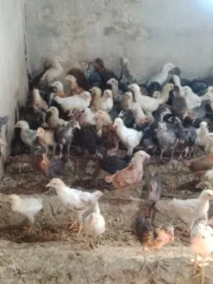 دجاج تهجين عماني فرنسي